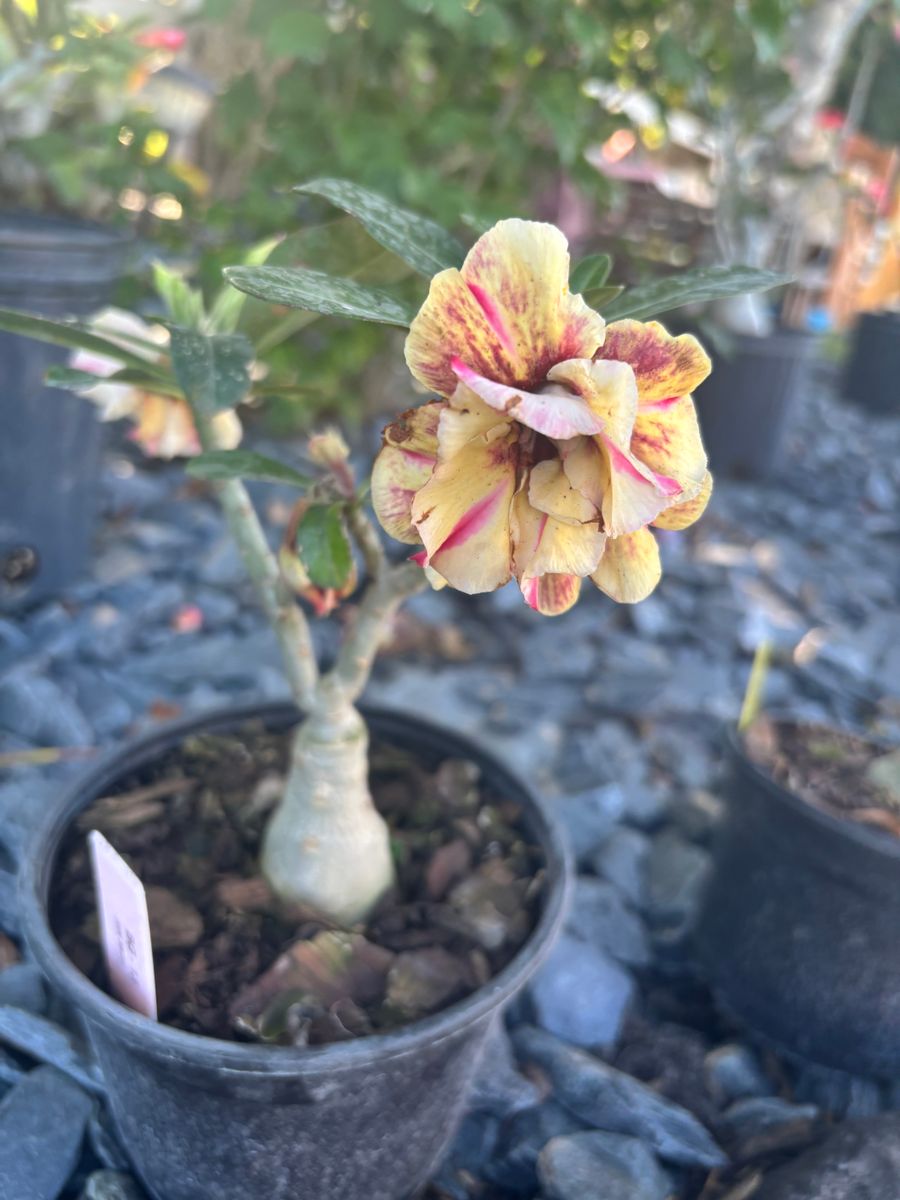 Plant Installation for Lawn Caring Guys in Cape Coral, FL