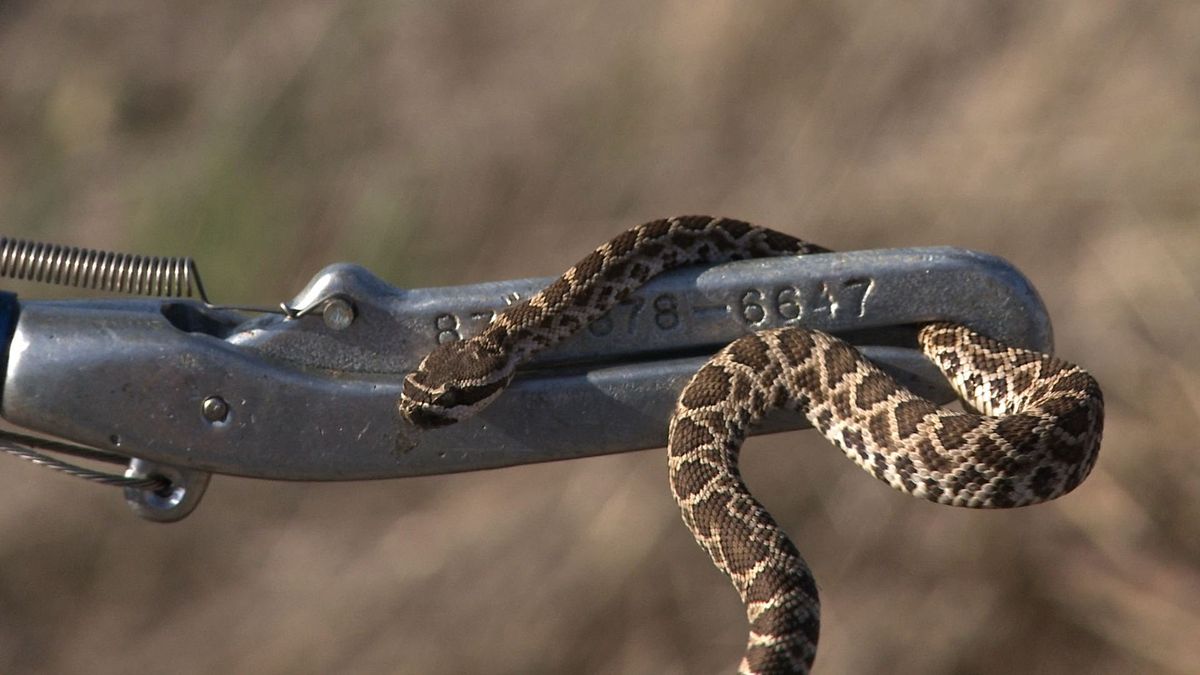 Snake Control for Magnolia Wildlife Solutions  in  Collierville, TN