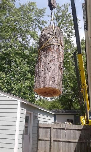 Tree Removal for Buffalo Family Tree Care in Buffalo, MN