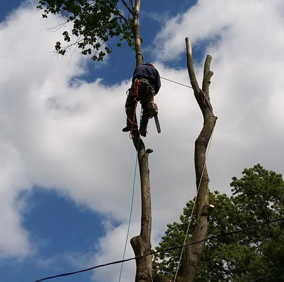 Tree Works for GM Landscaping  Construction LLC in Philadelphia, Pennsylvania