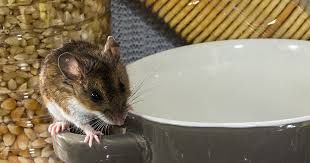 Mice for Predator Pest Control in El Paso, TX