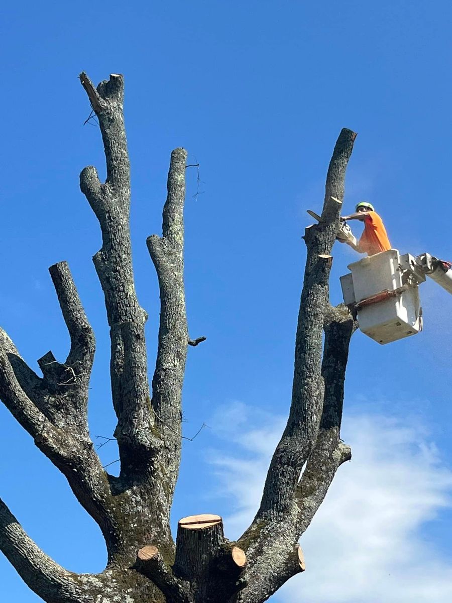 Tree Trimming for H n H Tree Service in Taneyville, MO