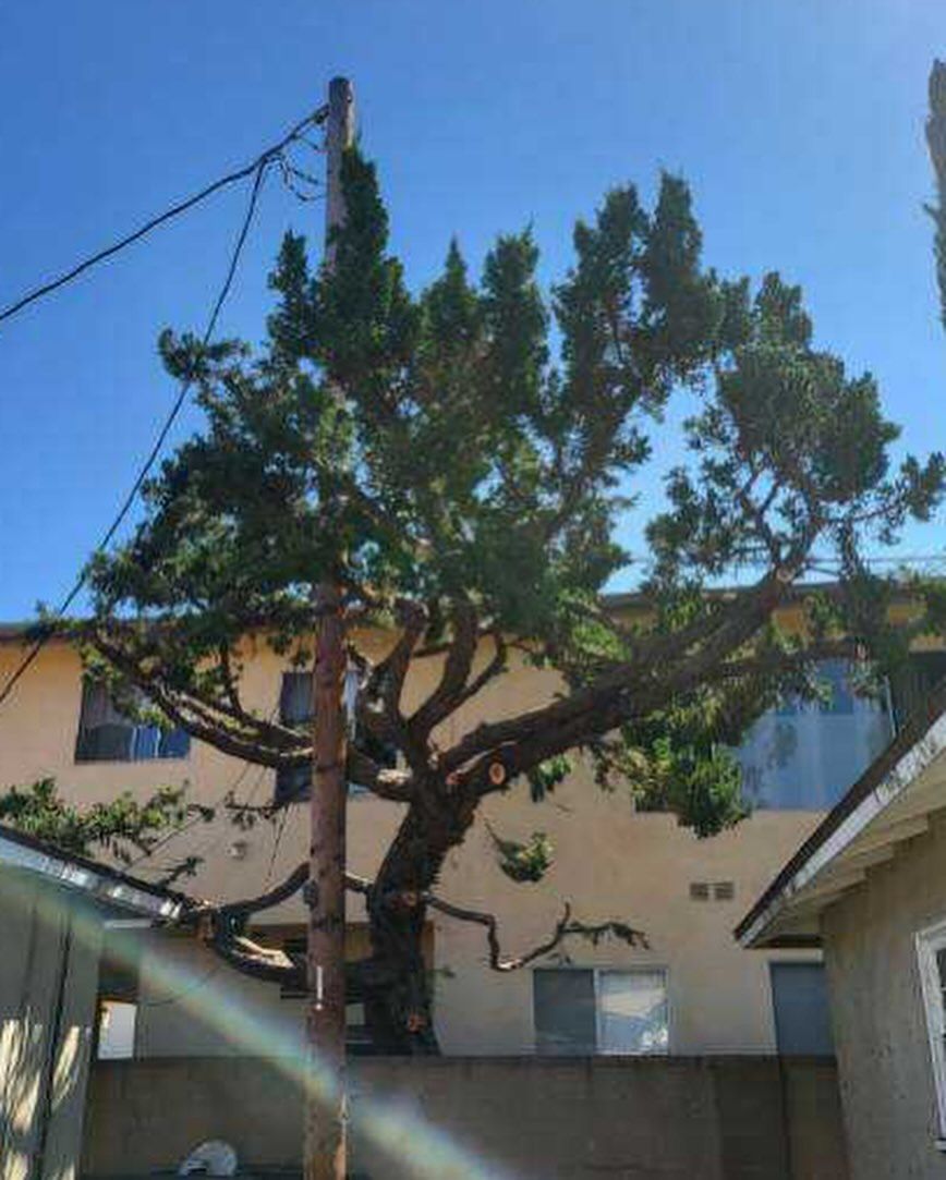 Tree Trimming for Maya Tree Service in La Puente, CA
