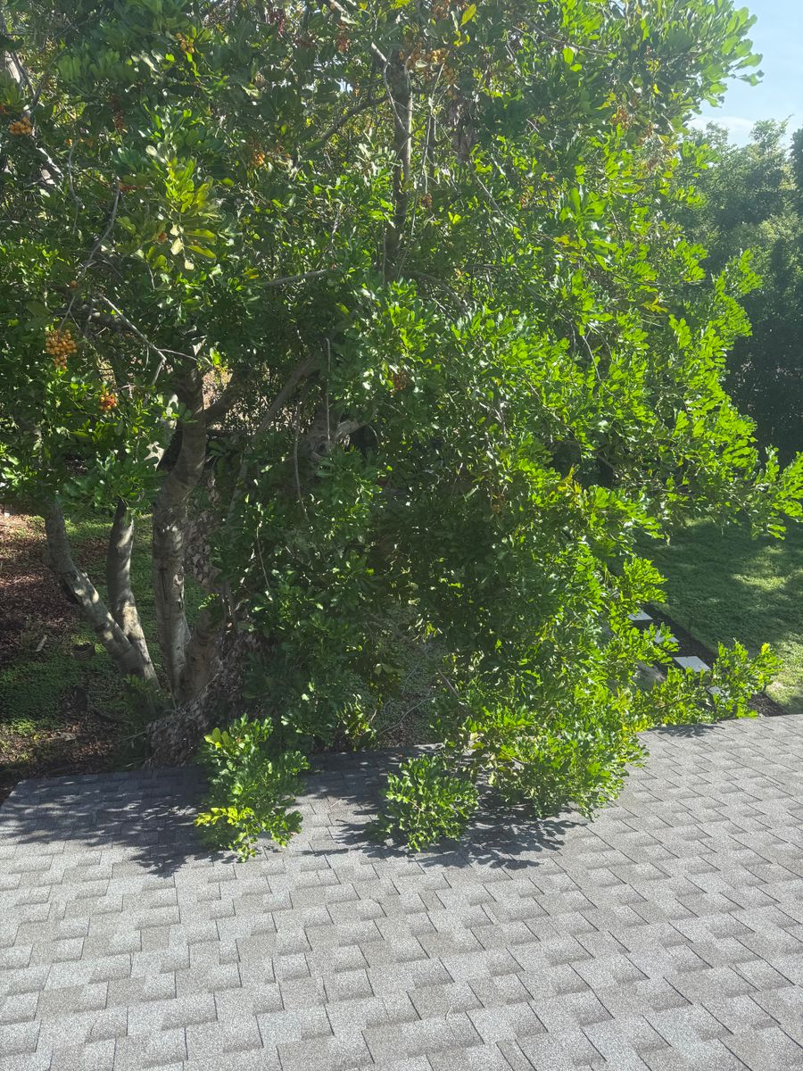 Palm Pruning for Damian’s Tree Care in Sarasota, FL