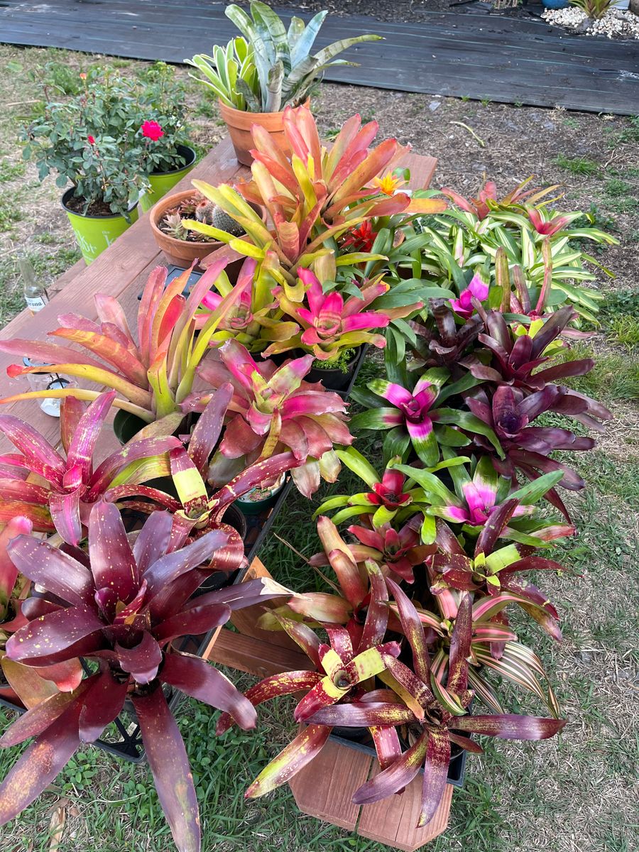 Container Gardens/ Plant Arrangments for Verimay's Garden and Landscaping in Hillsborough County, FL