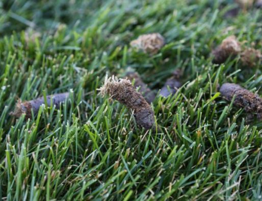 Aeration and Overseeding for Thomas' Lawn Care in Maryville, MO