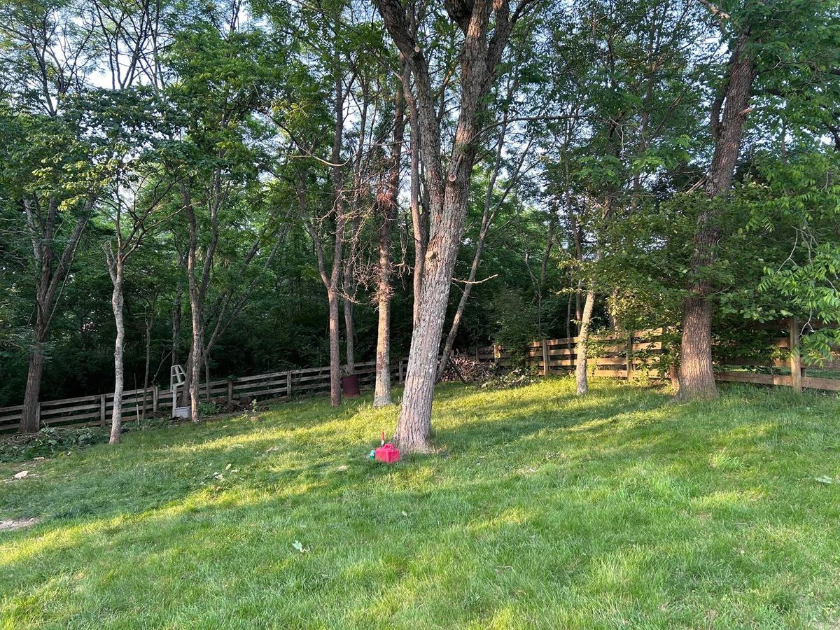 Tree Trimming for Terra Steel Creations in Independence, KY