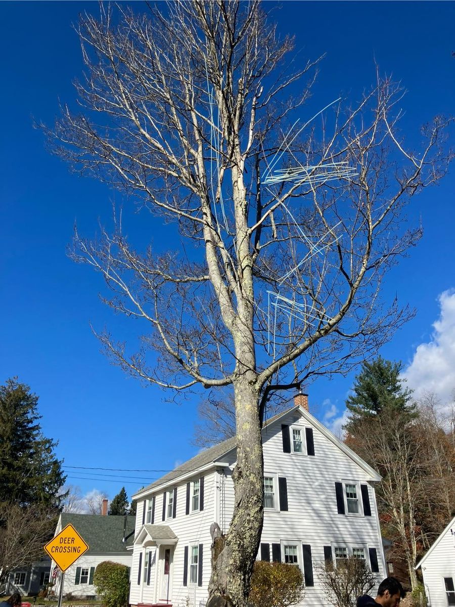 Tree Removal for Bruce's Removal Demolition and Tree Services in Gilsum, NH