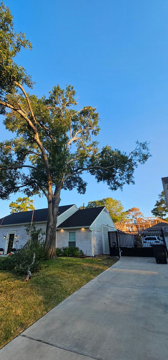 Tree Removal for Servin's Tree Care  in Houston, TX
