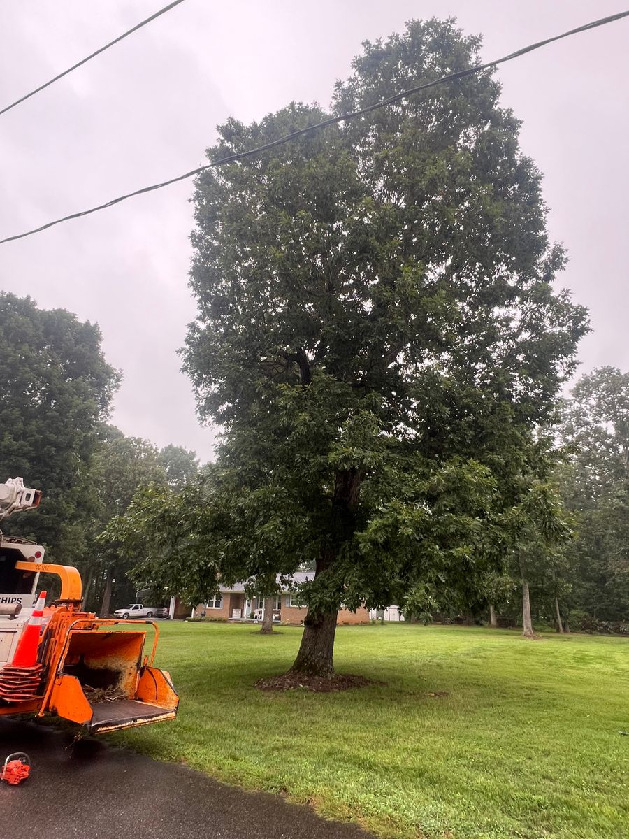 Tree Removal for Brooks Tree Service in Casar, NC
