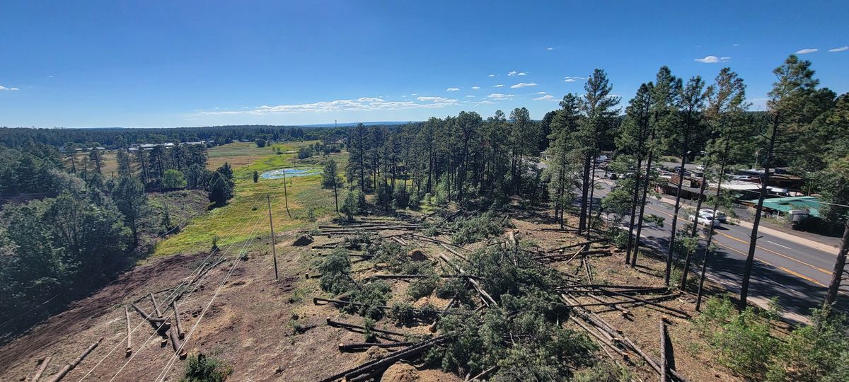 Emergency Tree Services for StockPro Tree Specialists in Show Low, AZ