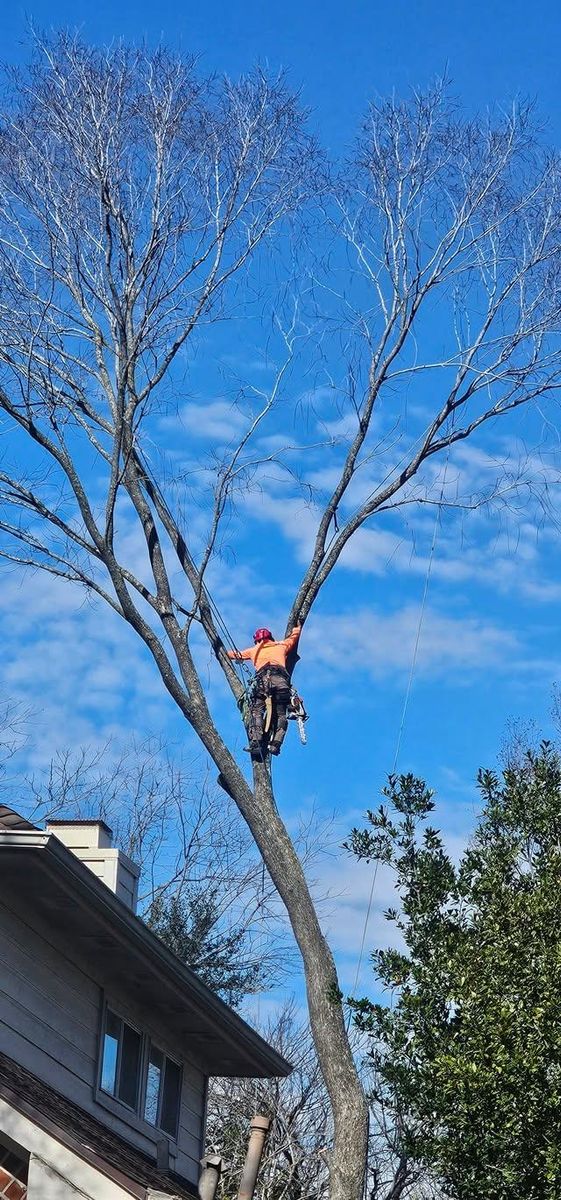 Tree Trimming for Servin's Tree Care  in Houston, TX