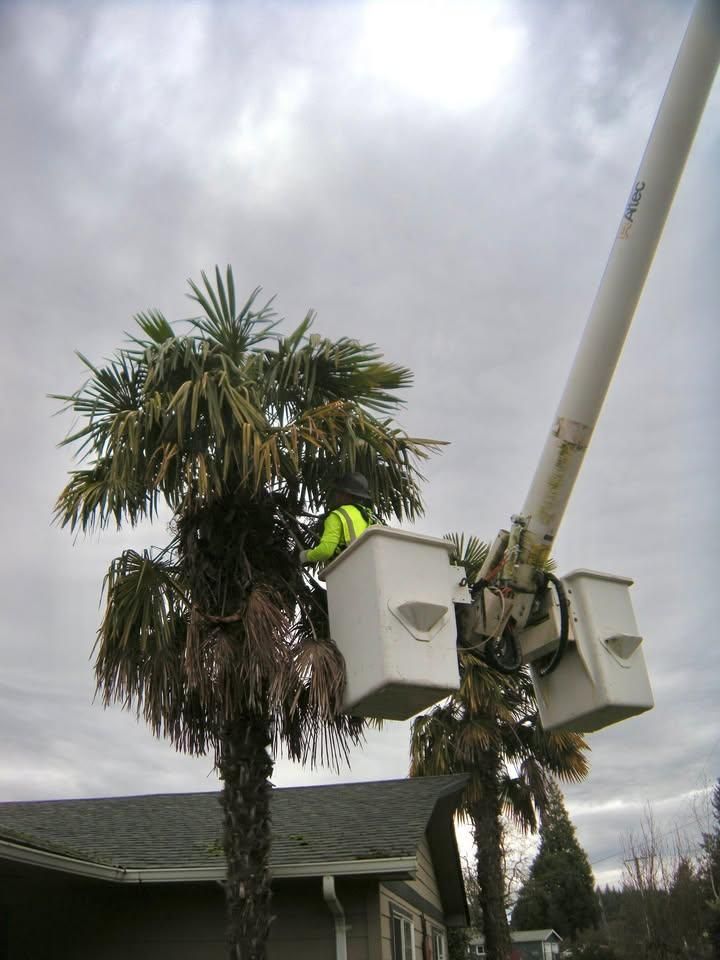 Tree Trimming for Willamette Landscaping & Tree Services in Albany, OR