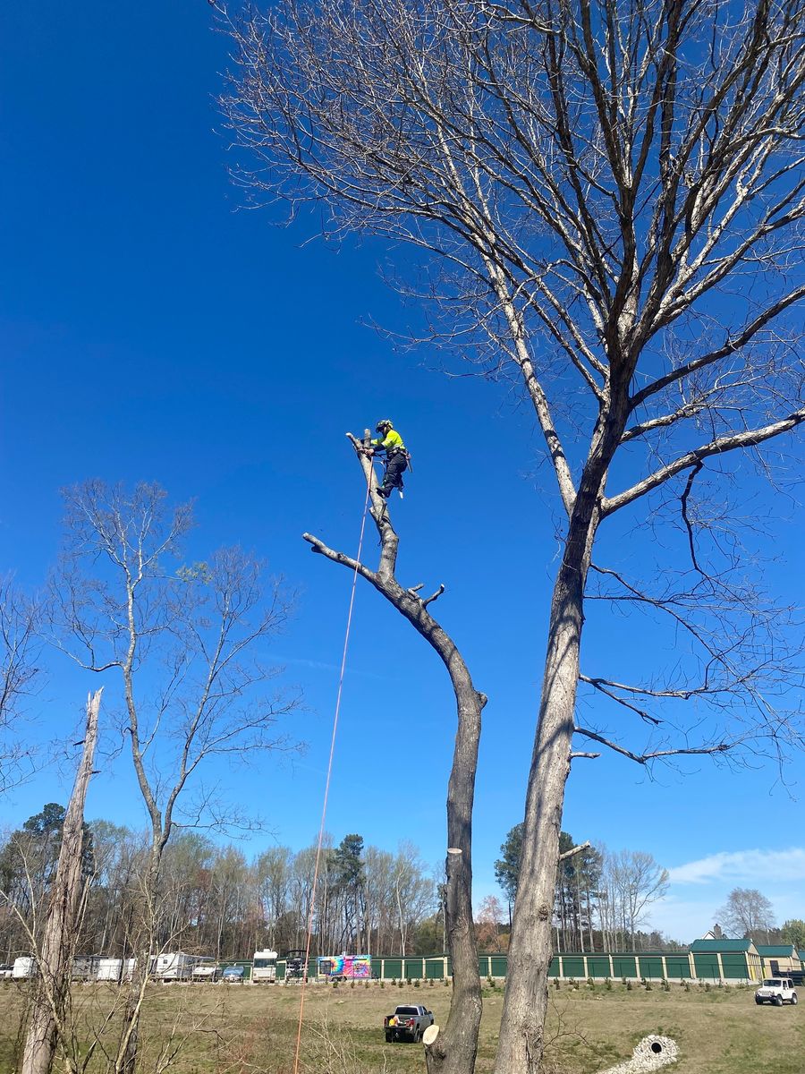 Tree Trimming for MTJ Tree Removal LLC in Zebulon, NC