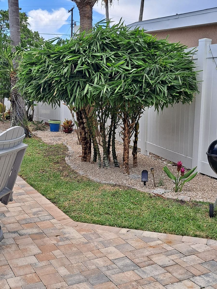 Tree Trimming for Sanchez Tree Service in Largo, FL