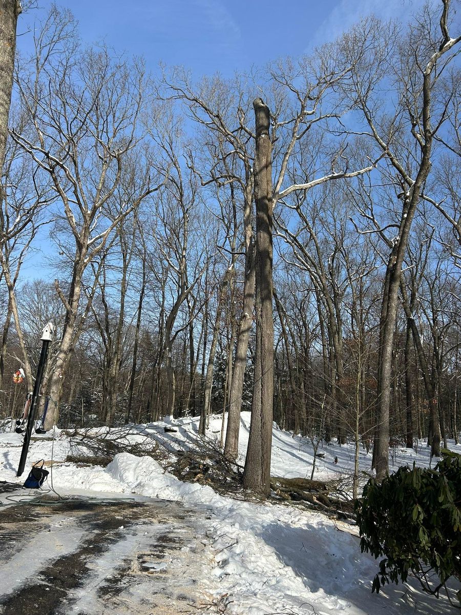 Clean Up for DC TREE in Vernon, CT