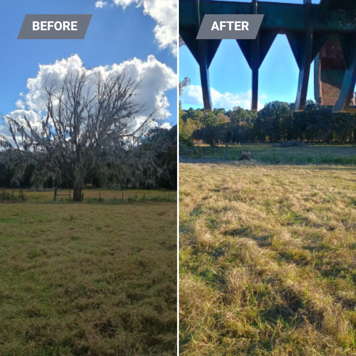 Tree Removal for Asbell's Tree & Land Services in Gilchrist County, FL