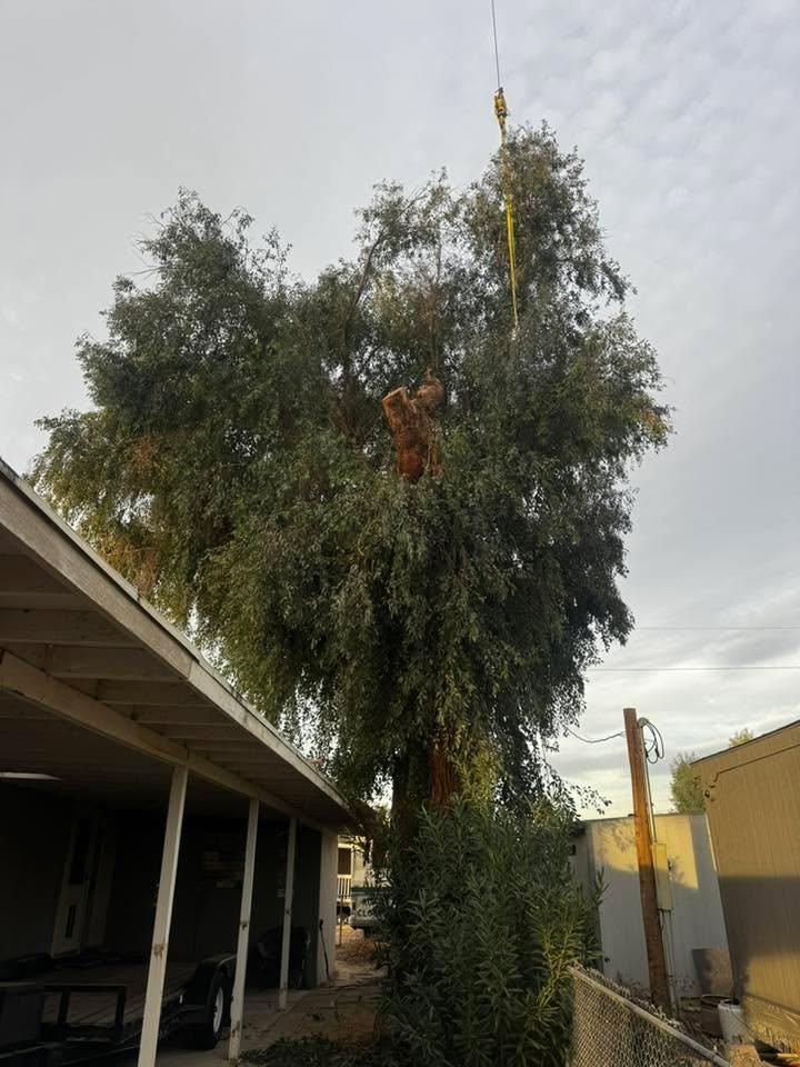 Tree and Stump Removal for Top Notch Landscape Services LLC in Mohave Valley, AZ