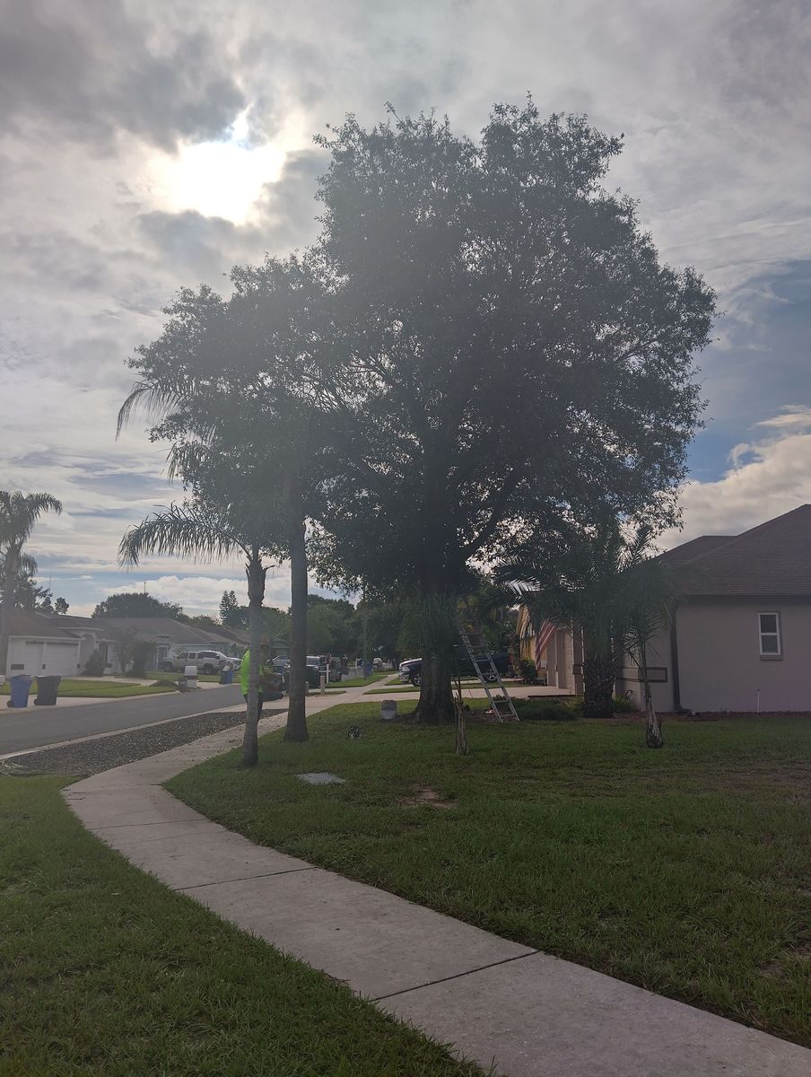 Tree Trimming for Bills Tree Service in Valrico, FL