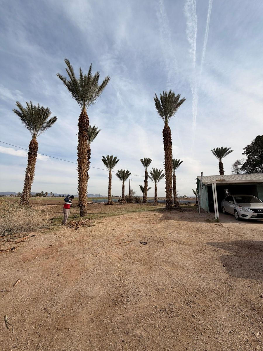 Tree Removal for Yuma Palms & Tree Service in Yuma, AZ
