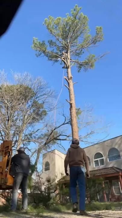 Tree Removal for Marks Tree Service in Fort Worth, TX