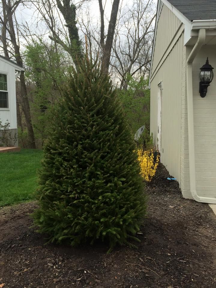 Fertilization for Precision Tree Service, Inc. in Ryland Heights, KY