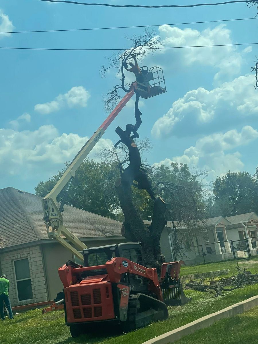 Tree Removal for Superior Lawn and Tree LLC in Clifton, TX