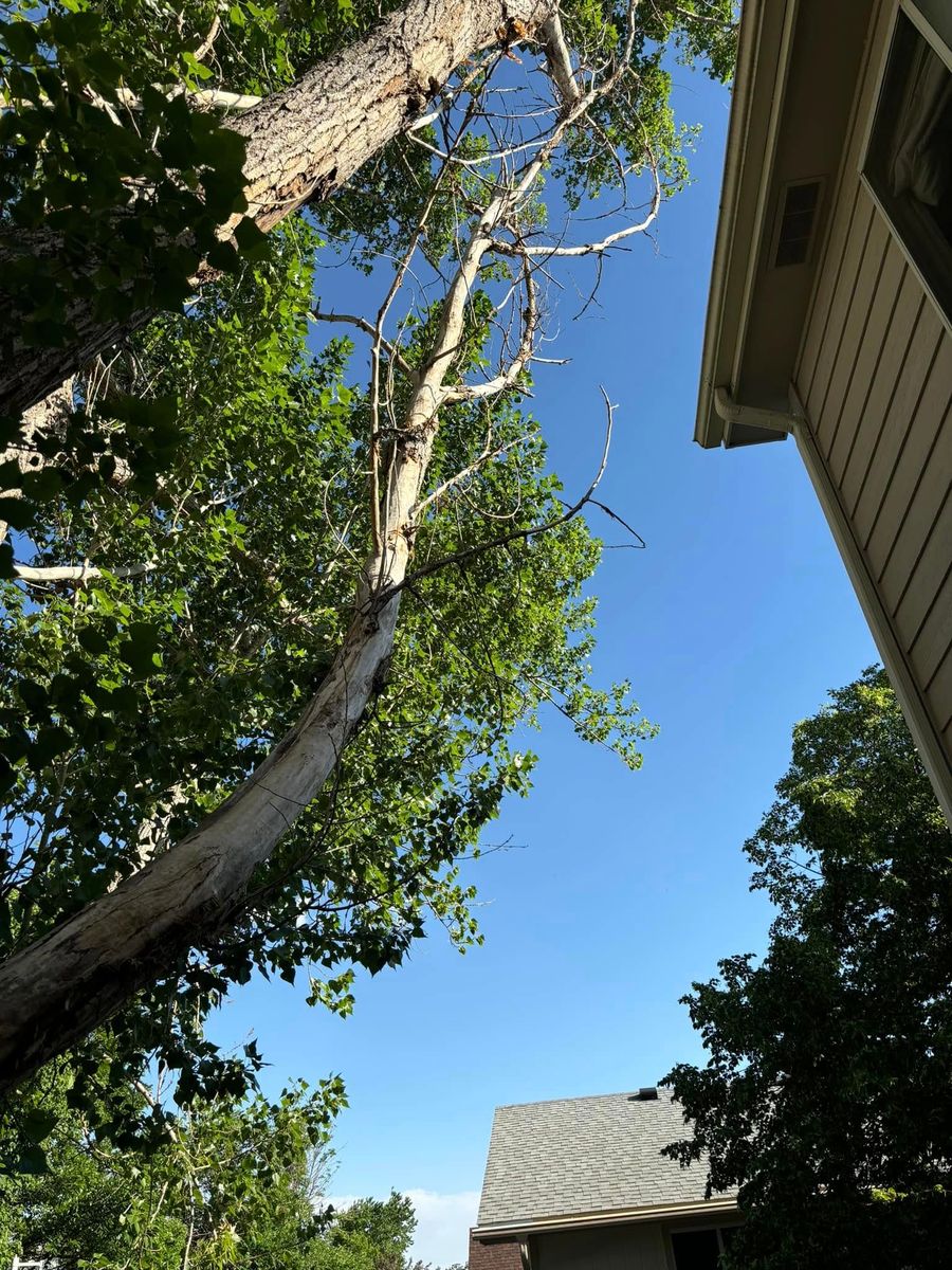 Tree Trimming for Graham’s Tree Services in Pierce, CO