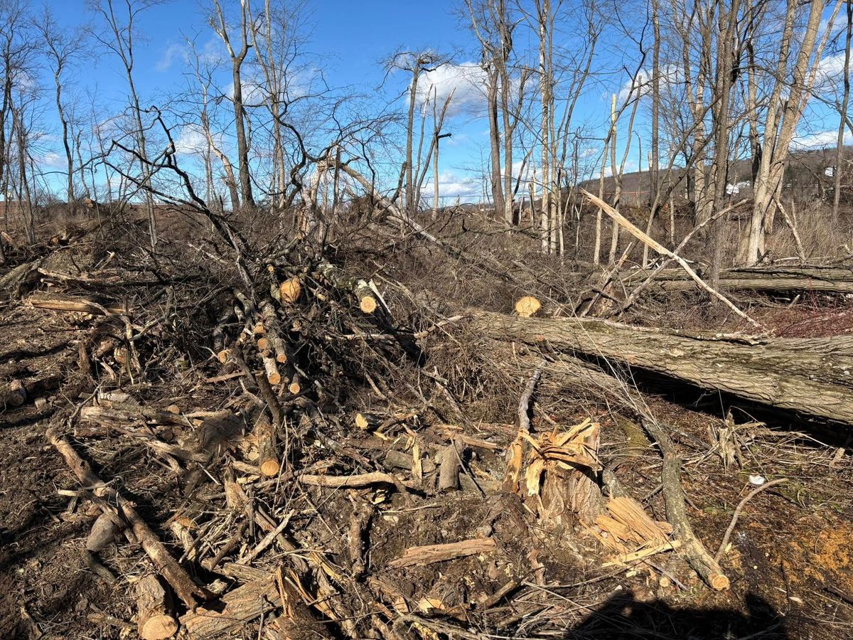 Land Clearing for Brax Forestry in Endicott, NY