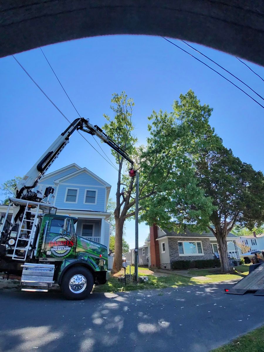 Tree Removal for Darbie's Tree Service in Newburg,  MD