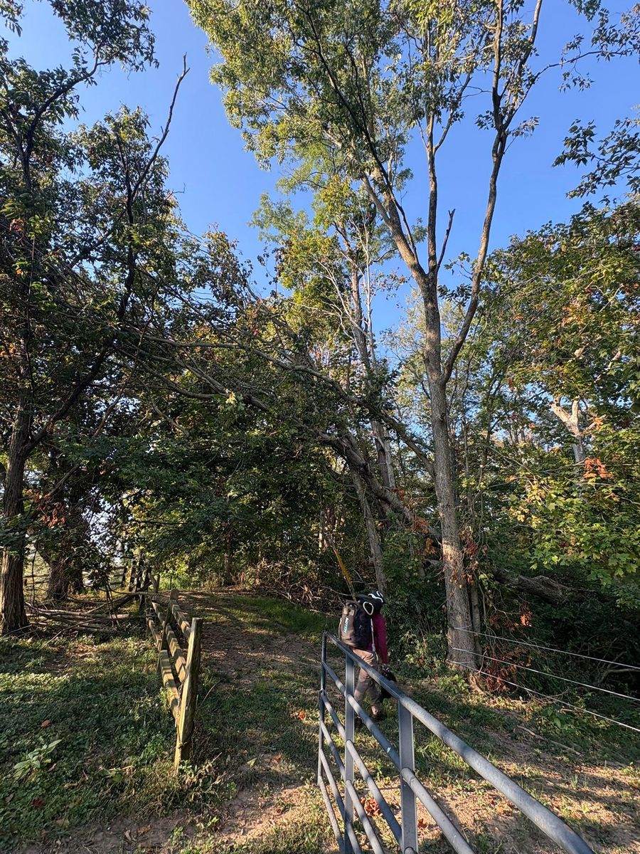 Tree Trimming for Dig-It Tree Company in Mason, OH