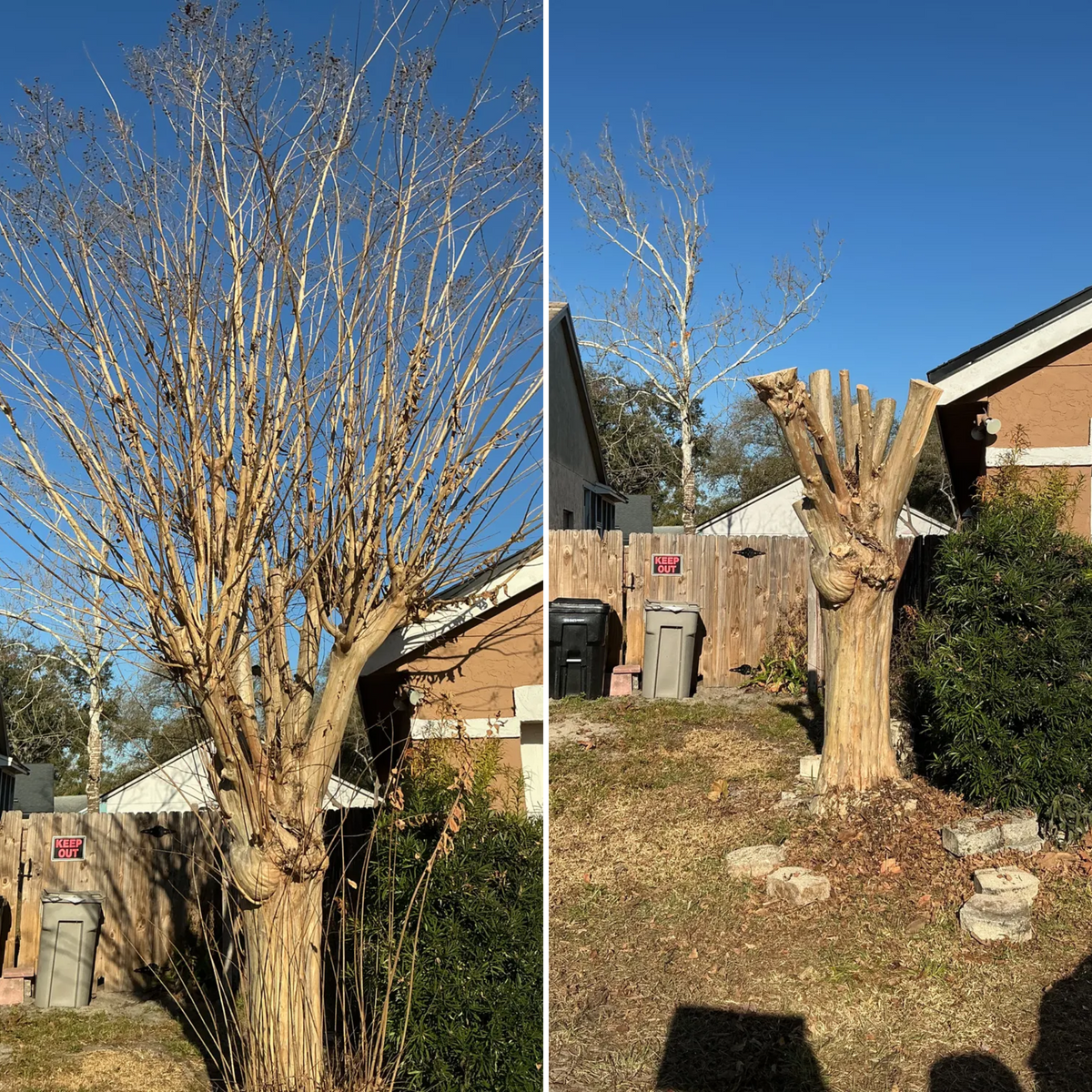 Tree Pruning for Amerigrown Tree And Lawn in Apopka, FL
