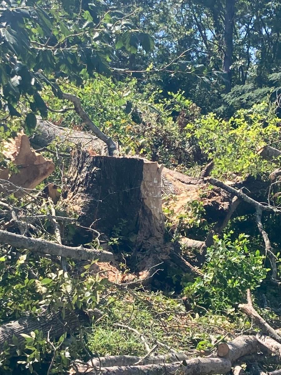 Stump Removal for The Tree Surgeon in Carthage, TX