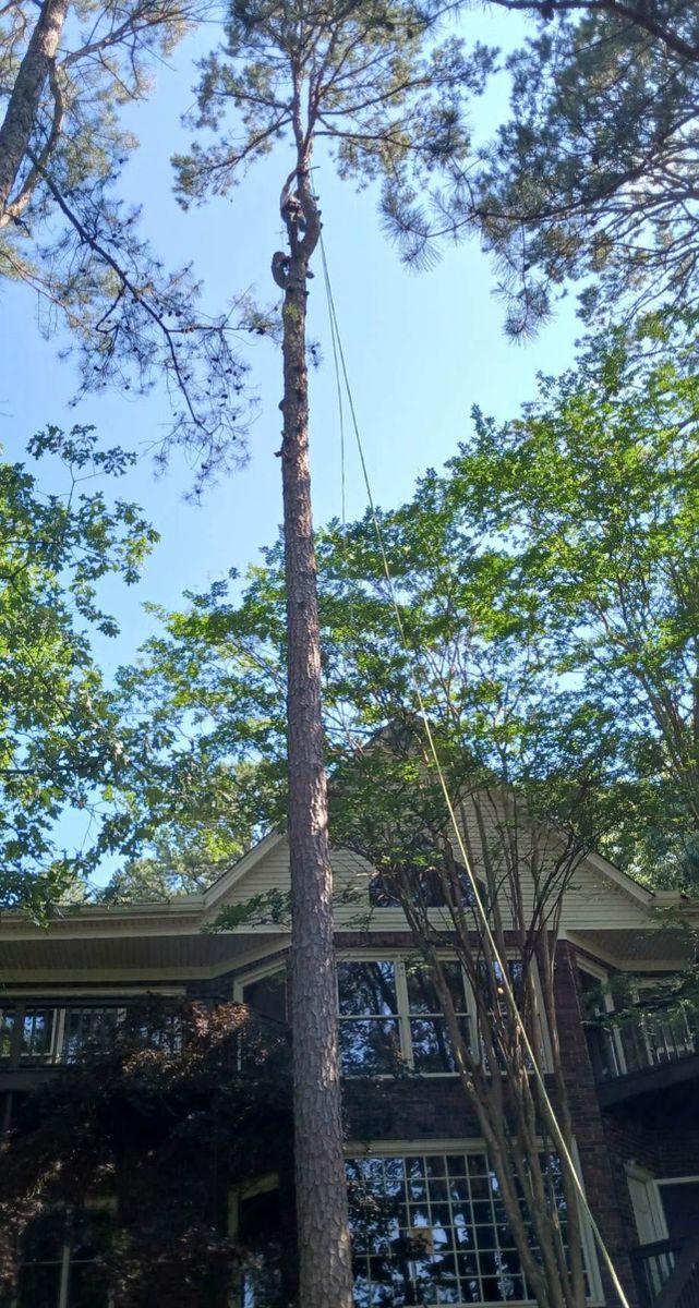 Tree Removal for ABW Property Professionals in Hope Mills, NC