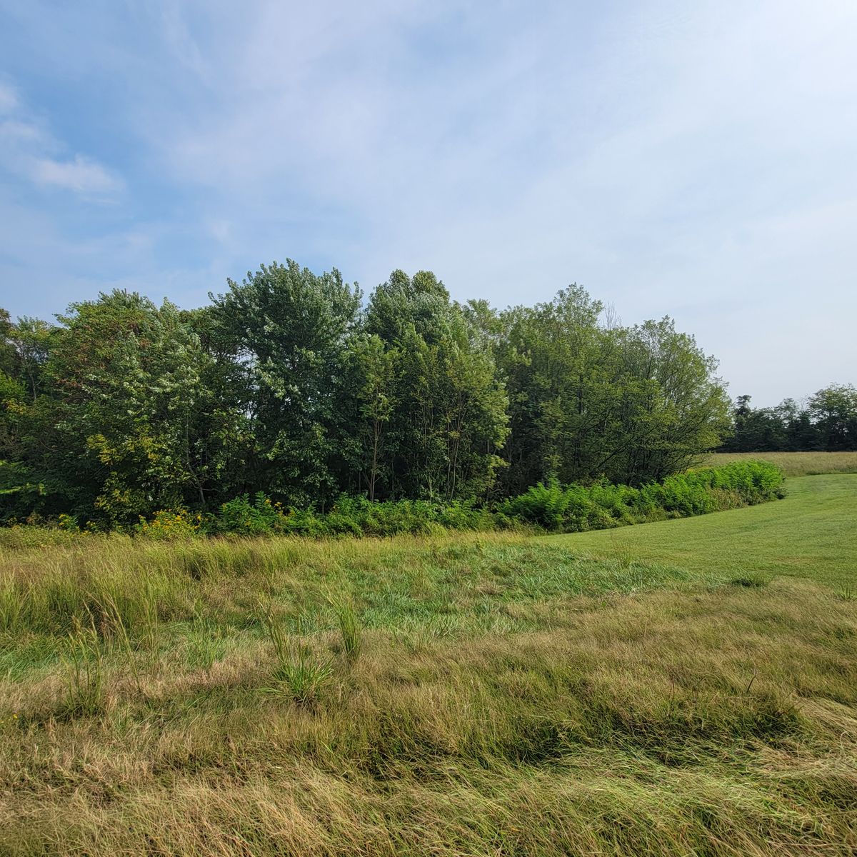 Tree Trimming & Removal for Z's Land Management & Forestry Mulching in Smithville, TN