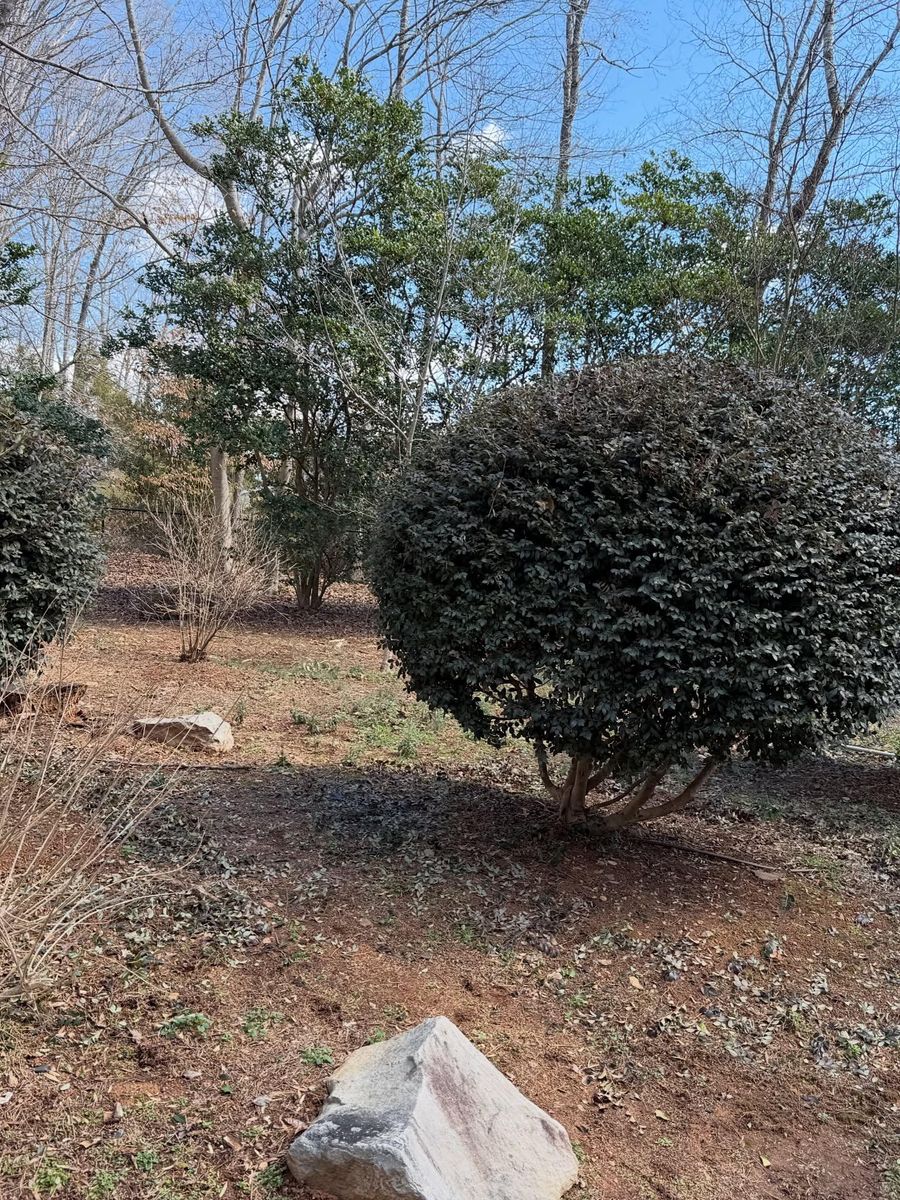 Mulching and pine needling for Holloway Yard Company in Greensboro, NC
