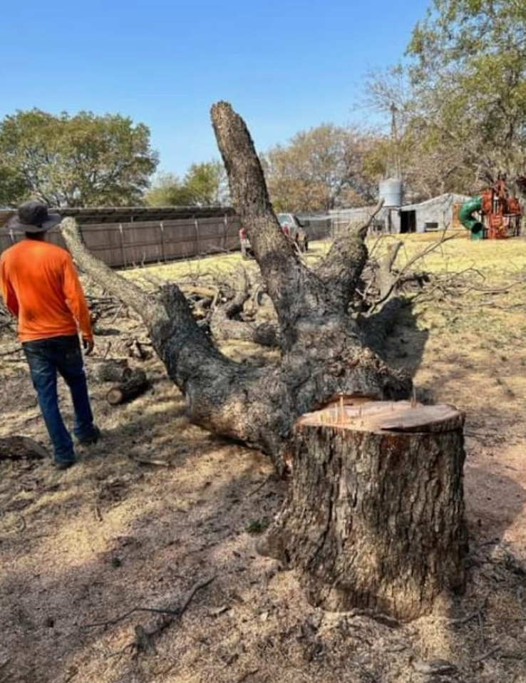 Tree Removal & Trimming for Teague Trees & Landscaping in Rendon, TX