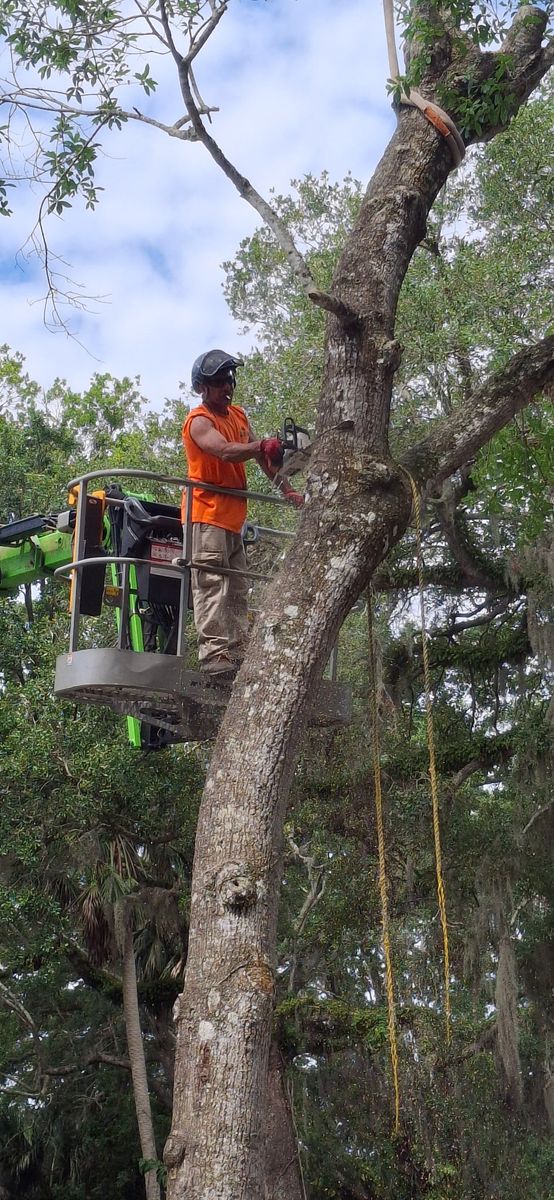 Tree Trimming for Daniel Hickey’s Tree Service in DeLand, FL