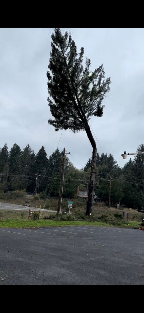 Tree Trimming for Ascension Tree Care LLC in Yakima County, WA