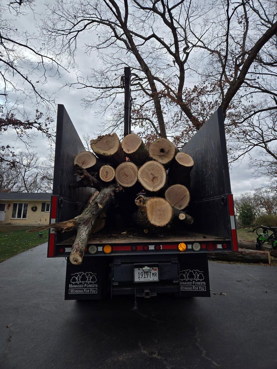 Lot Clearing for Olson Tree Service, Inc in Rockford, IL