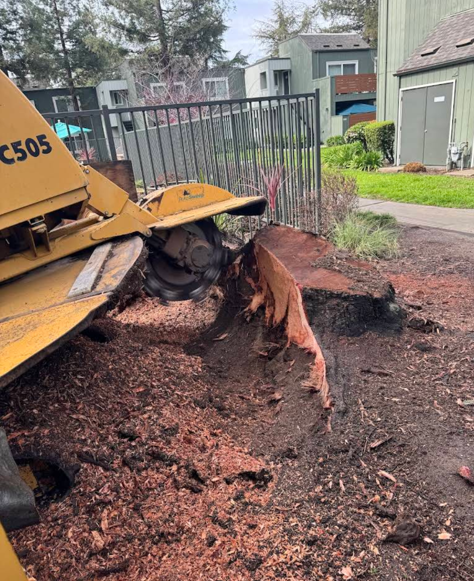 Stump Grinding and Removal for A1 Tree Care in San Jose, CA