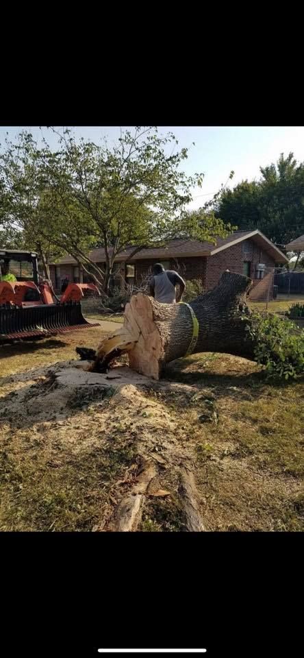 Tree Removal for Superior Lawn and Tree LLC in Clifton, TX