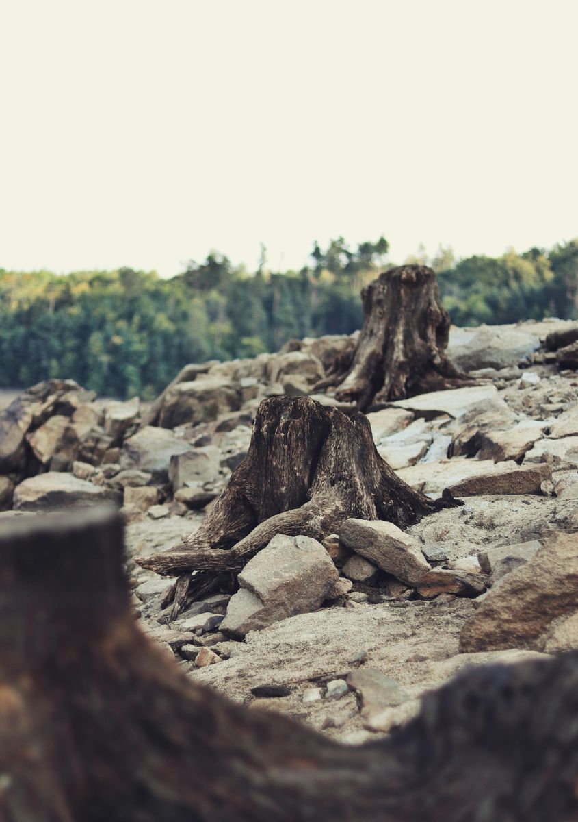 Stump Removal for Maverick's Land Services  in Elwood, IN