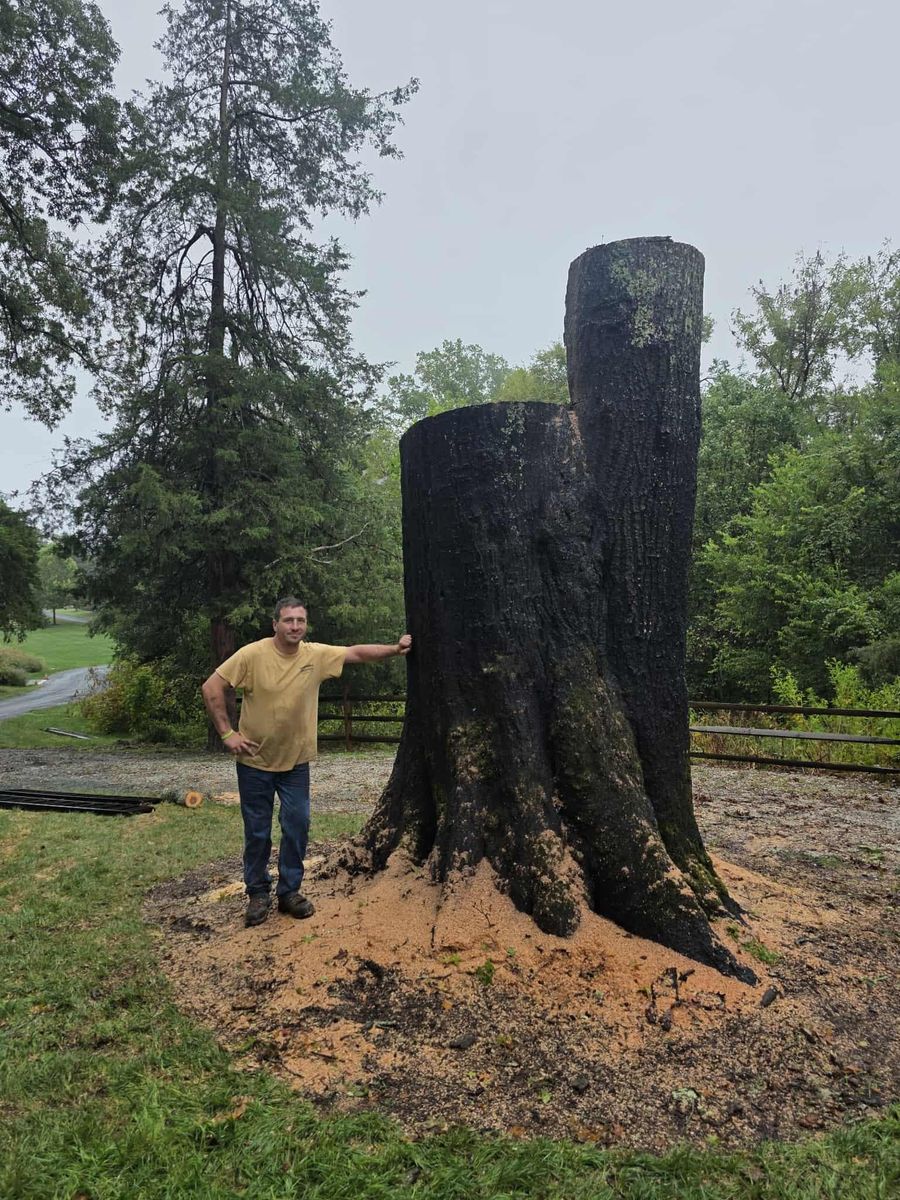 Tree Removal for Smith Tree Experts in Palmyra, VA