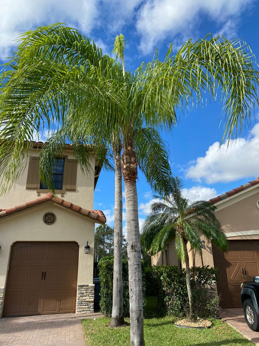 Palm Trimming for A.C.'s Landscape and Lawn Maintenance in   Coral Springs, FL