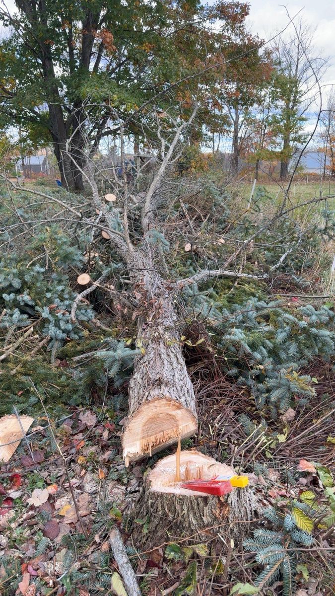 Shrub Trimming & Tree work for CWB Lawn Care & Landscaping in Franklin County, ME
