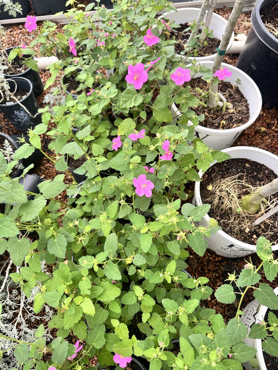 Landscape Installation for Atlas Land Design in Creekside Park, TX
