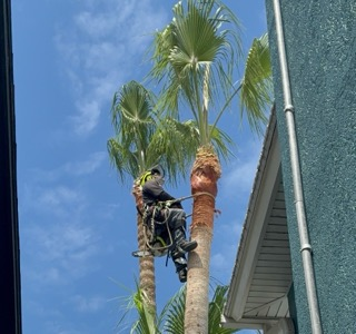 Tree Trimming for Johnnys Pro Cutters in Corpus Christi, TX