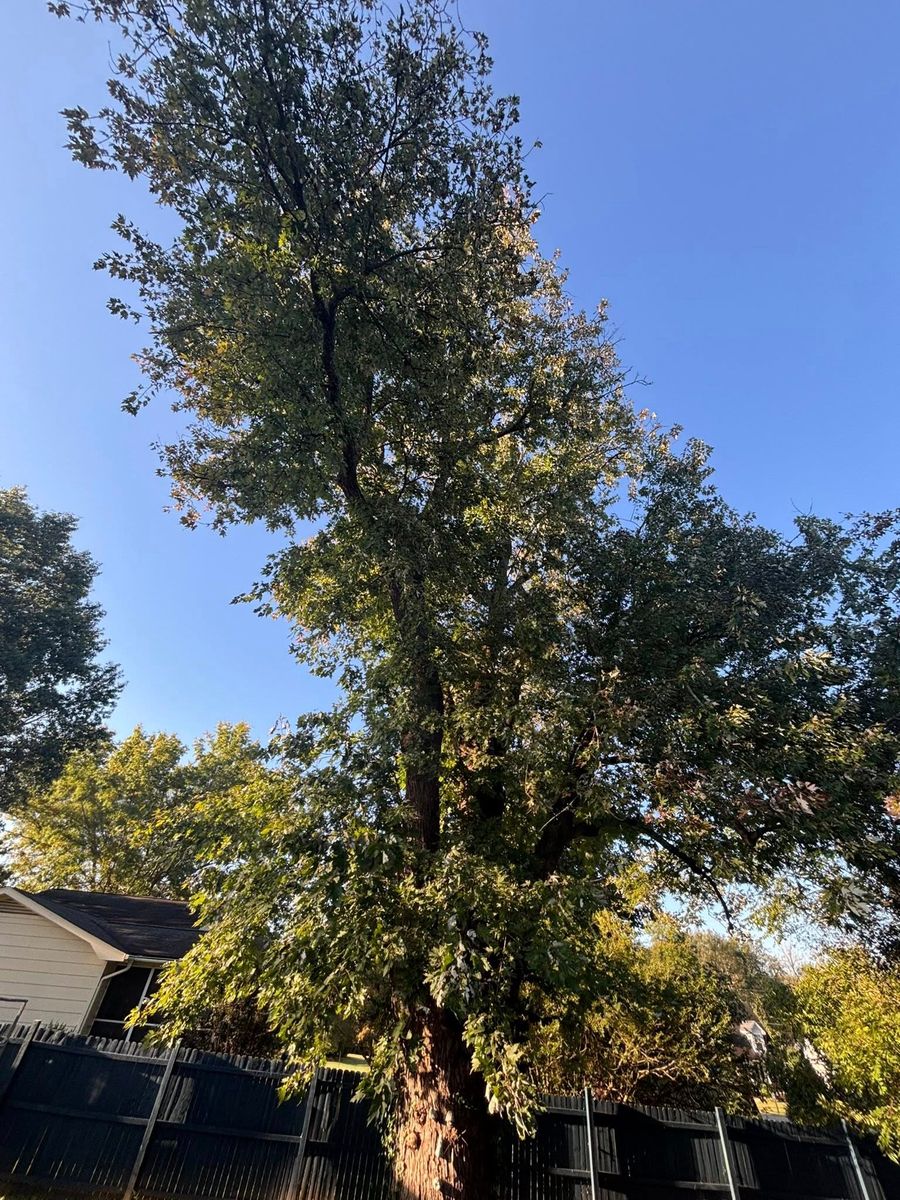 Fall Clean Up for SEALY TREE and LAWN in Cleveland, TN