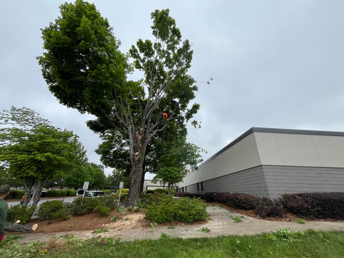 Tree Removal for J&M Stump Grinders LLC in Douglasville, GA